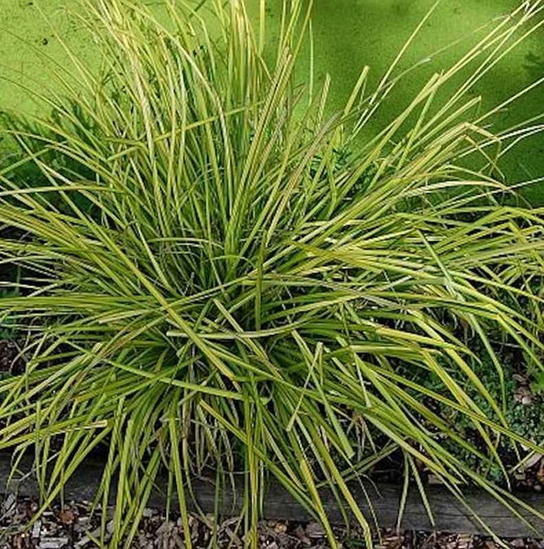 Steife Segge Bowles Golden - Carex Elata 3 Steife Segge Bowles Golden - Carex Elata