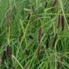 Blaugrüne Segge - Carex Flacca 1 Blaugrüne Segge - Carex Flacca -NR-01 Verkäufe Carex flacca