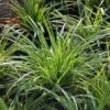 Teppich Japan Segge Ice Dance - Carex Foliosissima -NR-01 Verkäufe Carex morrowii Ice Dance1