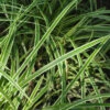 Immergrüne Japan Segge Vanilla Ice - Großer Topf - Carex Morrowii 1 Immergrüne Japan Segge Vanilla Ice - Großer Topf - Carex Morrowii -NR-01 Verkäufe Carex morrowii Vanilla Ice