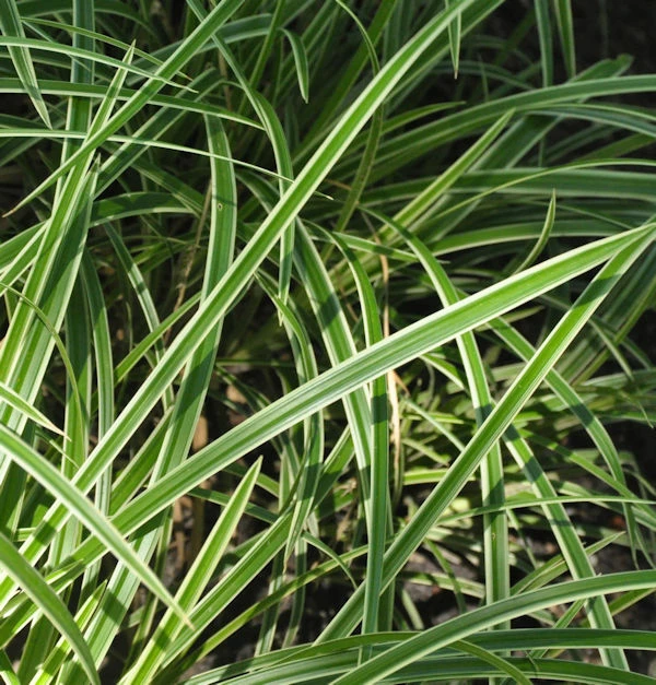 Immergrüne Japan Segge Vanilla Ice - Großer Topf - Carex Morrowii 3 Immergrüne Japan Segge Vanilla Ice - Großer Topf - Carex Morrowii