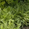 Weißbunte Teppich Segge - Carex Siderosticha 2 Weißbunte Teppich Segge - Carex Siderosticha -NR-01 Verkäufe Carex siderosticha Variegata 1