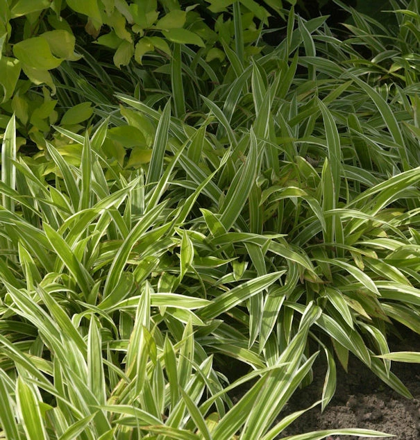 Weißbunte Teppich Segge - Carex Siderosticha 3 Weißbunte Teppich Segge - Carex Siderosticha
