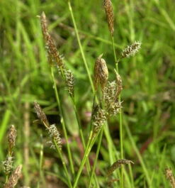 Schattensegge - Carex Umbrosa
