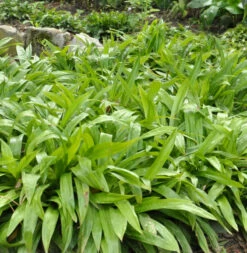 Breitblattsegge - Carex Plantaginea