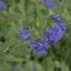 Bartblume Beyond Midnight® 40-60cm - Caryopteris Clandonensis 1 Bartblume Beyond Midnight® 40-60cm - Caryopteris Clandonensis -NR-01 Verkäufe Caryopteris clandonensis Beyond Midnight
