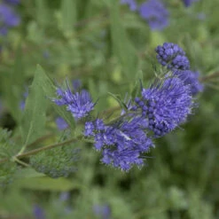 Bartblume Beyond Midnight® 30-40cm - Caryopteris Clandonensis