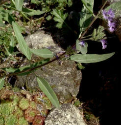 Bartblume Blue Knight 30-40cm - Caryopteris Clandonensis