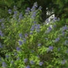 Bartblume Blauer Spatz® 30-40cm - Aryopteris Clandonensis -NR-01 Verkäufe Caryopteris clandonensisBlauerSpatz