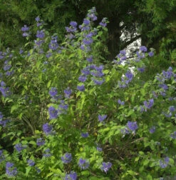 Bartblume Blauer Spatz® 30-40cm - Aryopteris Clandonensis