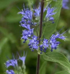 Bartblume Blue Fountain® 30-40cm - Caryopteris Clandonensis