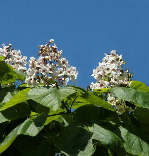 Trompetenbaum 100-125cm - Catalpa Bignonioides 8 Trompetenbaum 100-125cm - Catalpa Bignonioides -NR-01 Verkäufe Catalpa bignonioides 1 1