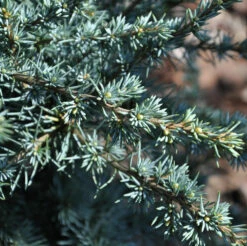 Atlaszeder Silberspitz 30-40cm - Cedrus Atlantica