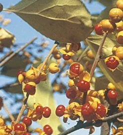 Männlicher Baumwürger Herculus 40-60cm - Celastrus Orbiculatus