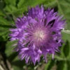 Flockenblume - Centaurea Dealbata 1 Flockenblume - Centaurea Dealbata -NR-01 Verkäufe Centaurea dealbata 1