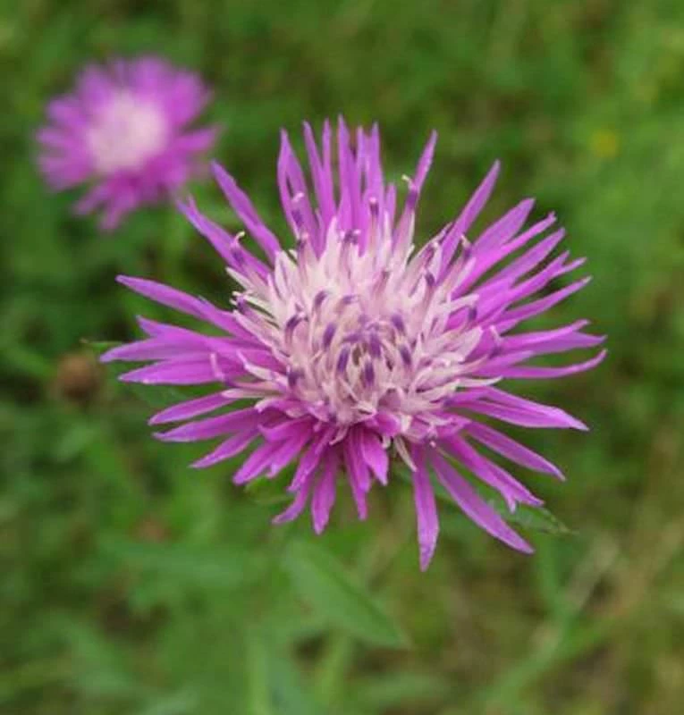 Wiesen Flockenblume - Centaurea Jacea 3 Wiesen Flockenblume - Centaurea Jacea