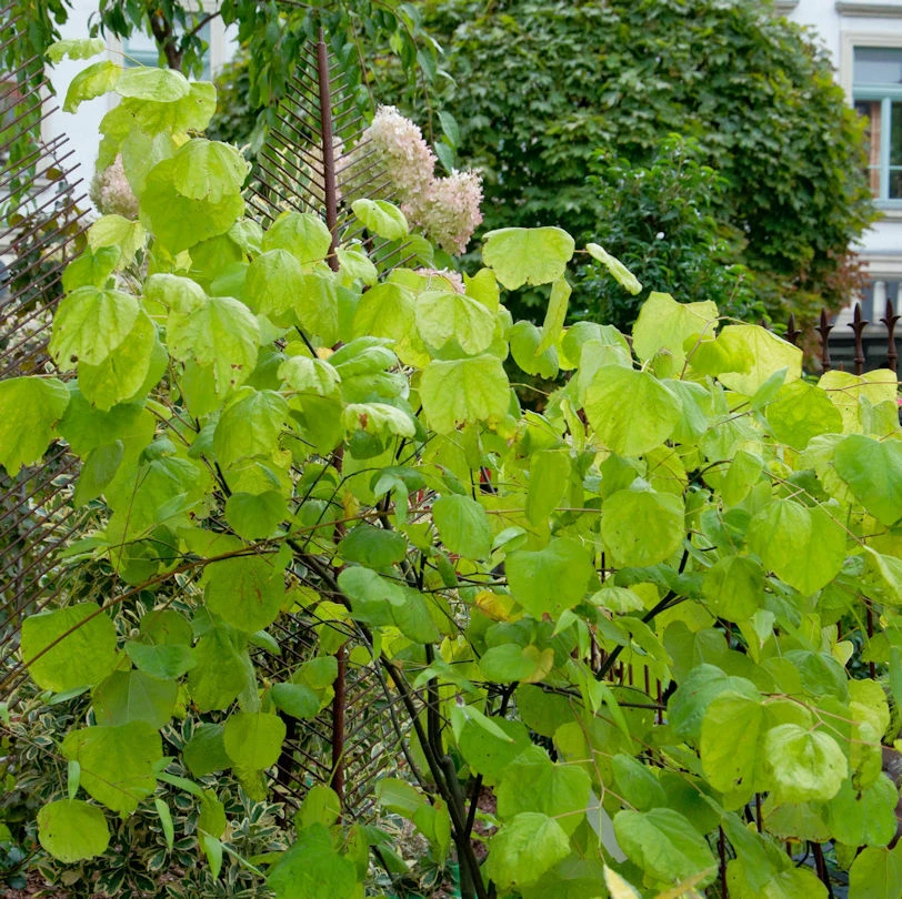 Kanadischer Gold Judasbaum 100-125cm - Cercis Canadensis 3 Kanadischer Gold Judasbaum 100-125cm - Cercis Canadensis