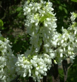 Chinesischer Judasbaum Shirobana 100-125cm - Cercis Chinensis