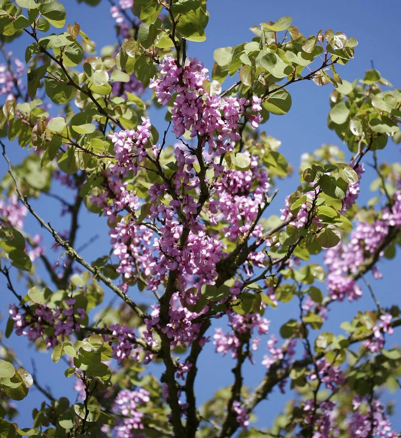 Gemeiner Judasbaum 60-80cm - Cercis Siliquastrum 3 Gemeiner Judasbaum 60-80cm - Cercis Siliquastrum