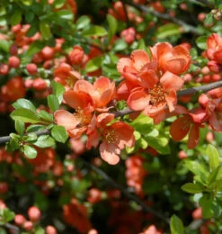 Hochstamm Zierquitte Cameo 60-80cm - Chaenomeles