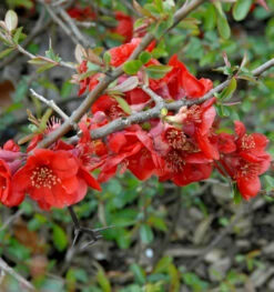 Hochstamm Zierquitte Fire Dance 80-100cm - Chaenomeles Fire Dance