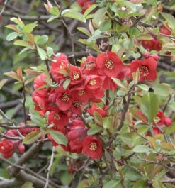 Hochstamm Zierquitte Friesdorfer Typ 205 80-100cm - Chaenomeles