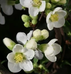 Hochstamm Zierquitte Nivalis 80-100cm - Chaenomeles