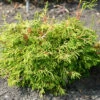 Gelbe Hinoki Scheinzypresse Gitte 25-30cm - Chamaecyparis Obtusa 1 Gelbe Hinoki Scheinzypresse Gitte 25-30cm - Chamaecyparis Obtusa -NR-01 Verkäufe Chamaecyparis Gitte 1