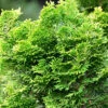 Hinoki Scheinzypresse Stadtlohn 60-80cm - Chamaecyparis Obtusa -NR-01 Verkäufe Chamaecyparis Stadtlohn