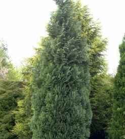 Blaue Säulenzypresse 125-150cm - Chamaecyparis Lawsoniana