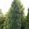Blaue Säulenzypresse 30-40cm - Chamaecyparis Lawsoniana 2 Blaue Säulenzypresse 30-40cm - Chamaecyparis Lawsoniana -NR-01 Verkäufe Chamaecyparis lawsoniana Columnaris 1 1 1 1 1