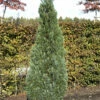 Blaue Kegelzypresse 20-25cm - Chamaecyparis Lawsoniana 1 Blaue Kegelzypresse 20-25cm - Chamaecyparis Lawsoniana -NR-01 Verkäufe Chamaecyparis lawsoniana Ellwoodii 1
