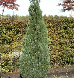 Blaue Kegelzypresse 50-60cm - Chamaecyparis Lawsoniana