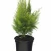 Gelbe Kegelzypresse Ellwoodiis Empire 50-60cm - Chamaecyparis Lawsoniana -NR-01 Verkäufe Chamaecyparis lawsoniana Ellwoodiis Empire BLWS039797