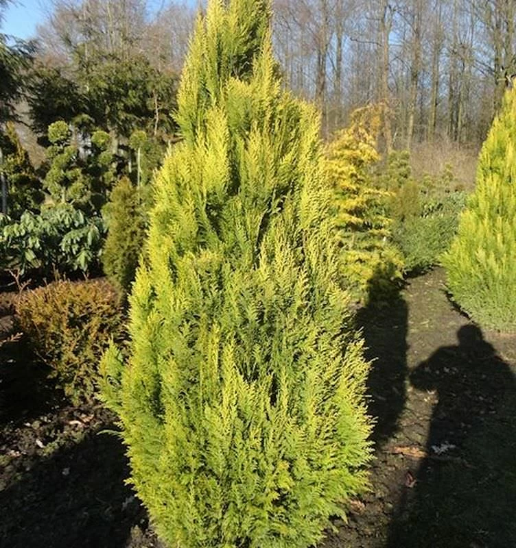 Scheinzypresse Erecta Aurea 30-40cm - Chamaecyparis Lawsoniana 3 Scheinzypresse Erecta Aurea 30-40cm - Chamaecyparis Lawsoniana