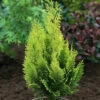 Scheinzypresse Gelbe Ivonne 80-100cm - Chamaecyparis Lawsoniana 1 Scheinzypresse Gelbe Ivonne 80-100cm - Chamaecyparis Lawsoniana -NR-01 Verkäufe Chamaecyparis lawsoniana GelbeIvonne 2