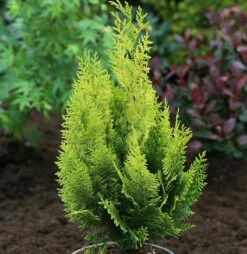 Scheinzypresse Gelbe Ivonne 125-150cm - Chamaecyparis Lawsoniana