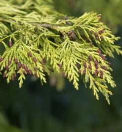 Gelbe Gartenzypresse Golden Wonder 125-150cm - Chamaecyparis Lawsoniana