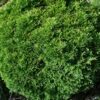 Scheinzypresse Green Globe 15-20cm - Chamaecyparis Lawsoniana 2 Scheinzypresse Green Globe 15-20cm - Chamaecyparis Lawsoniana -NR-01 Verkäufe Chamaecyparis lawsoniana GreenGlobe 1