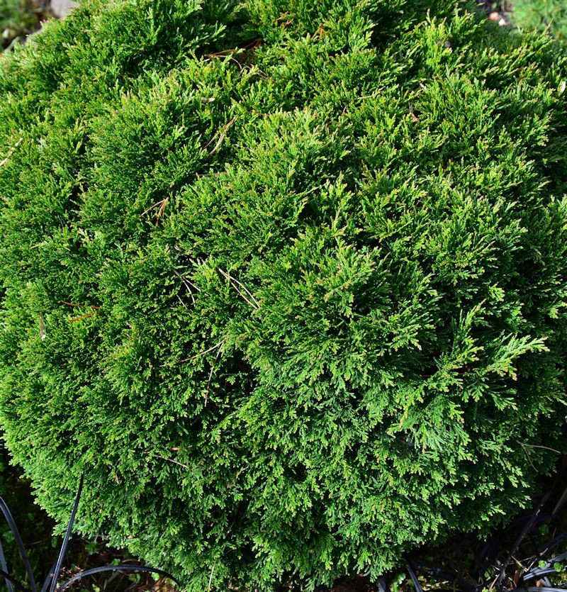 Scheinzypresse Green Globe 15-20cm - Chamaecyparis Lawsoniana 3 Scheinzypresse Green Globe 15-20cm - Chamaecyparis Lawsoniana