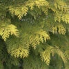 Hochstamm Gelbe Gartenzypresse Kelleriis Gold 40-60cm - Chamaecyparis Lawsoniana 1 Hochstamm Gelbe Gartenzypresse Kelleriis Gold 40-60cm - Chamaecyparis Lawsoniana -NR-01 Verkäufe Chamaecyparis lawsoniana Kelleriis Gold Stamm