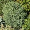 Korallenartige Scheinzypresse 20-30cm - Chamaecyparis Lawsoniana 2 Korallenartige Scheinzypresse 20-30cm - Chamaecyparis Lawsoniana -NR-01 Verkäufe Chamaecyparis lawsoniana Lycopodiodes