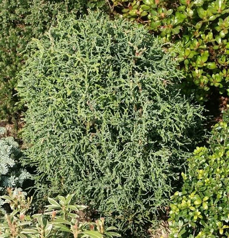 Korallenartige Scheinzypresse 20-30cm - Chamaecyparis Lawsoniana 3 Korallenartige Scheinzypresse 20-30cm - Chamaecyparis Lawsoniana