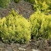 Zwerg-Scheinzypresse Mini Nova 20-25cm - Chamaecyparis Lawsoniana 2 Zwerg-Scheinzypresse Mini Nova 20-25cm - Chamaecyparis Lawsoniana -NR-01 Verkäufe Chamaecyparis lawsoniana Mini Nova