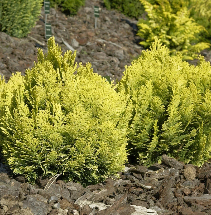 Zwerg-Scheinzypresse Mini Nova 20-25cm - Chamaecyparis Lawsoniana 3 Zwerg-Scheinzypresse Mini Nova 20-25cm - Chamaecyparis Lawsoniana