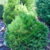 Blaue Zwergkugelzypresse Minima Glauca 15-20cm - Chamaecyparis Lawsoniana 2 Blaue Zwergkugelzypresse Minima Glauca 15-20cm - Chamaecyparis Lawsoniana -NR-01 Verkäufe Chamaecyparis lawsoniana MinimaGlauca