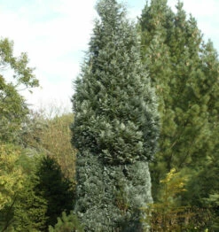 Scheinzypresse Pelts Blue 40-60cm - Chamaecyparis Lawsoniana
