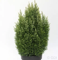 Gartenzypresse Snow White® 50-60cm - Chamaecyparis Lawsoniana