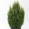 Gartenzypresse Snow White® 30-40cm - Chamaecyparis Lawsoniana 2 Gartenzypresse Snow White® 30-40cm - Chamaecyparis Lawsoniana -NR-01 Verkäufe Chamaecyparis lawsoniana Snow White