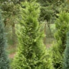 Garten Zypresse Sunny Kiss Green 40-60cm - Chamaecyparis Lawsoniana -NR-01 Verkäufe Chamaecyparis lawsoniana Sunny Kiss Green 1